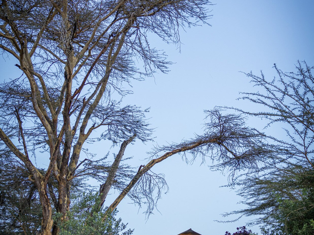 Ekorian's Mugie Camp主图