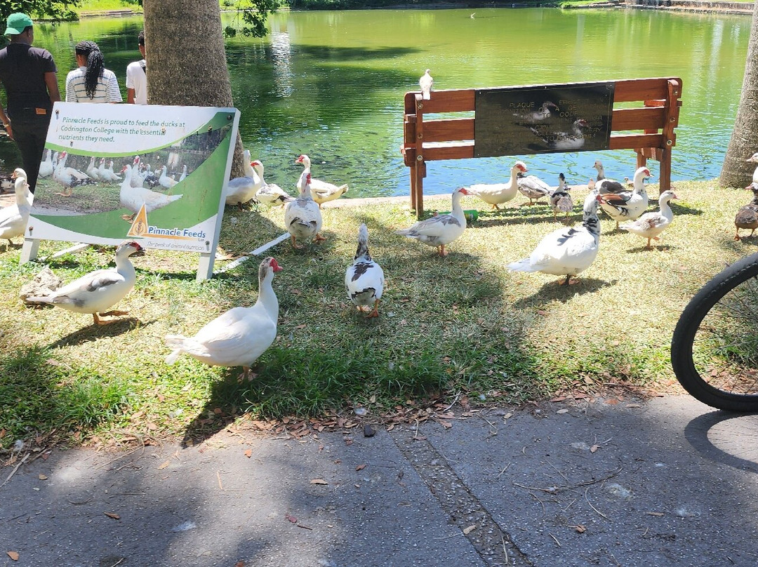 SUP Barbados-Paynes Bay必去景点