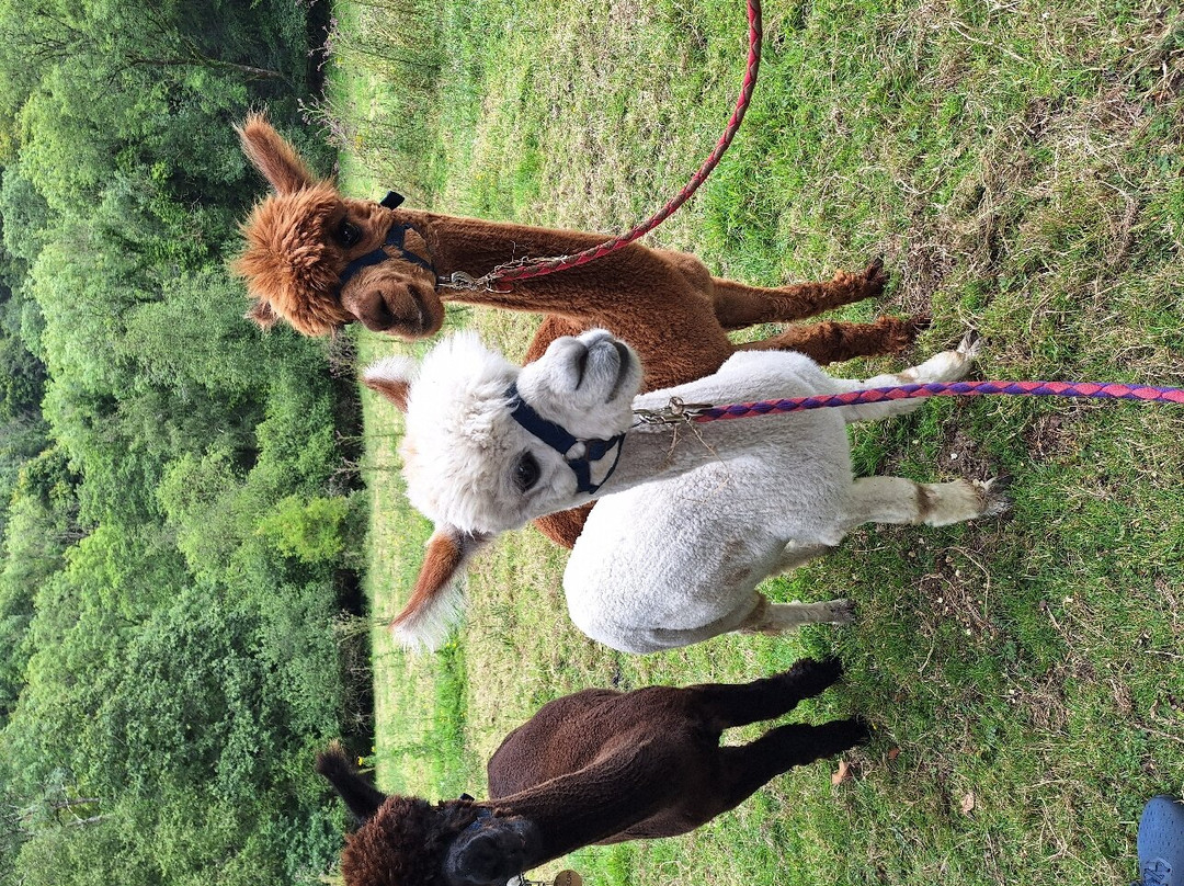 Bearhouse Alpacas-Sidbury必去景点
