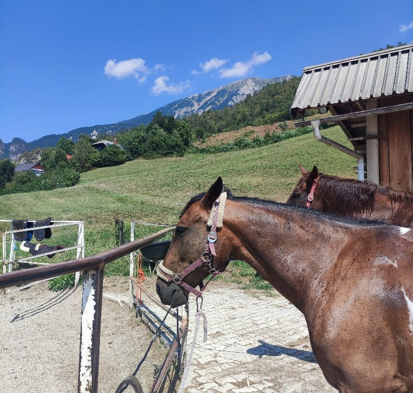 Zima Horse Riding Ranch Bled景点图片