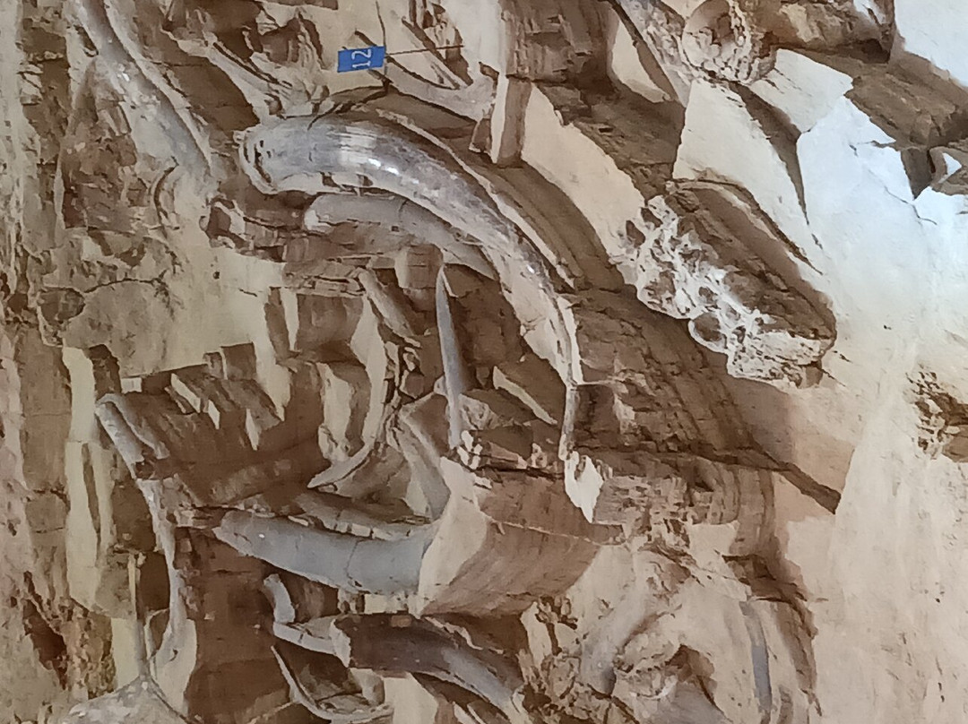 The Mammoth Site of Hot Springs-温泉城必去景点