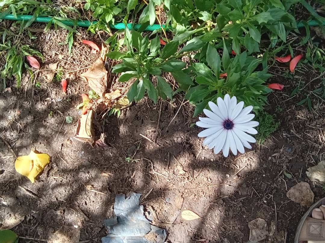 Jardin Tau Kiani Rapa Nui-安加罗阿必去景点