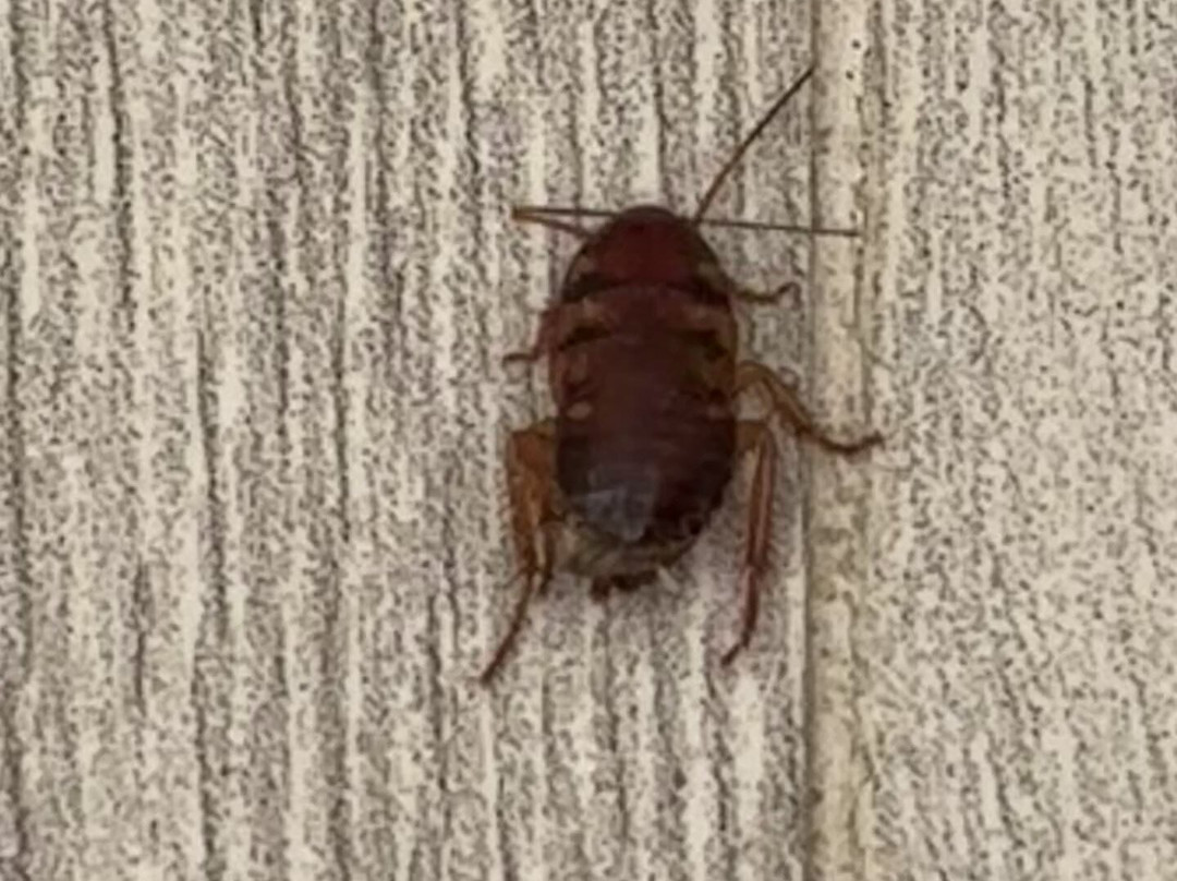 Hotel Riu Vistamar主图