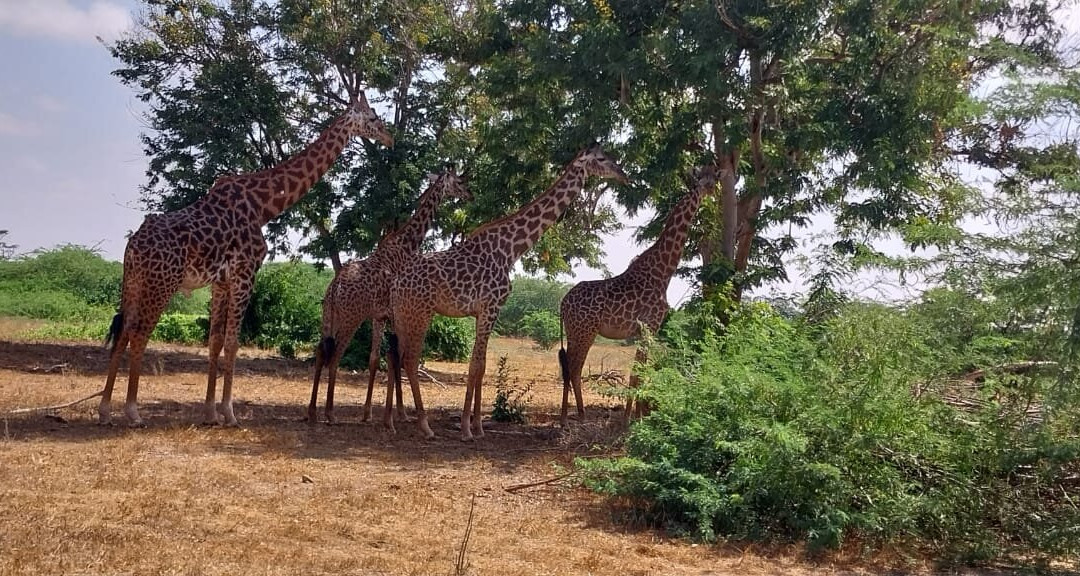 First African Dream Tours & Safaris-蒙巴萨必去景点