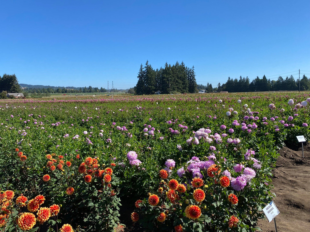 Swan Island Dahlias-Canby必去景点