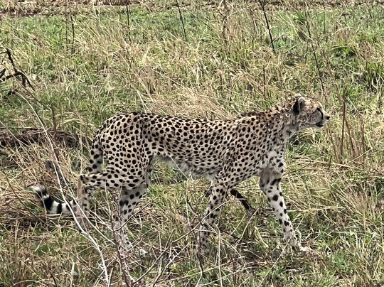 Inquisitive Africa (Safari & Adventure)-莫西必去景点