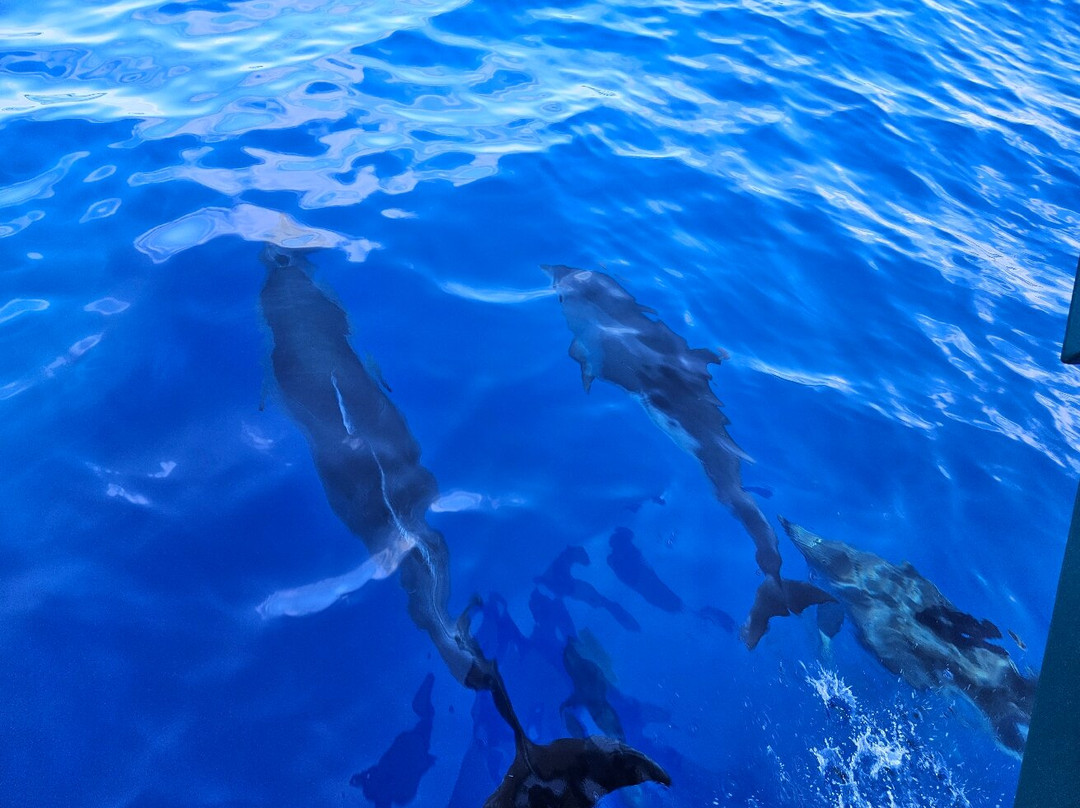 Lobosonda - Madeira Whale Watching-卡列塔必去景点