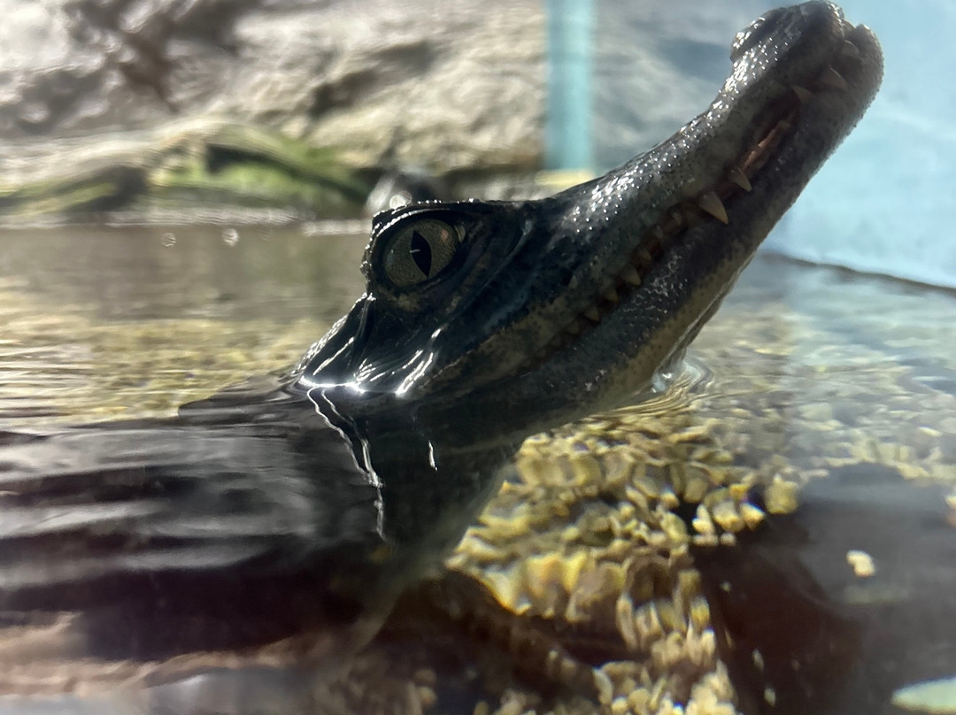 Aquarium景点图片