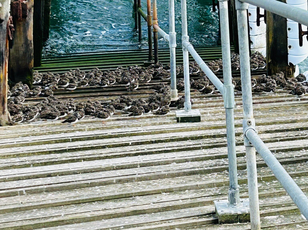 Southend Pier & Railway-滨海绍森德必去景点