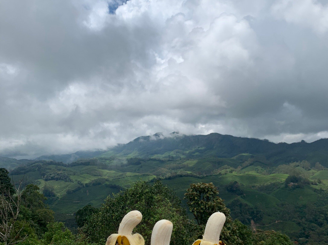 Munnar tea Green trekking adventure景点图片