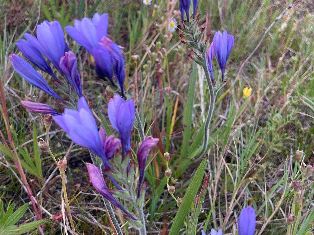 Rondeboschuhh Common-Rondebosch必去景点
