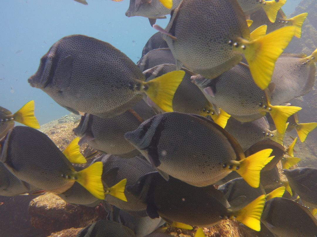 Buceo Carey-拉巴斯必去景点