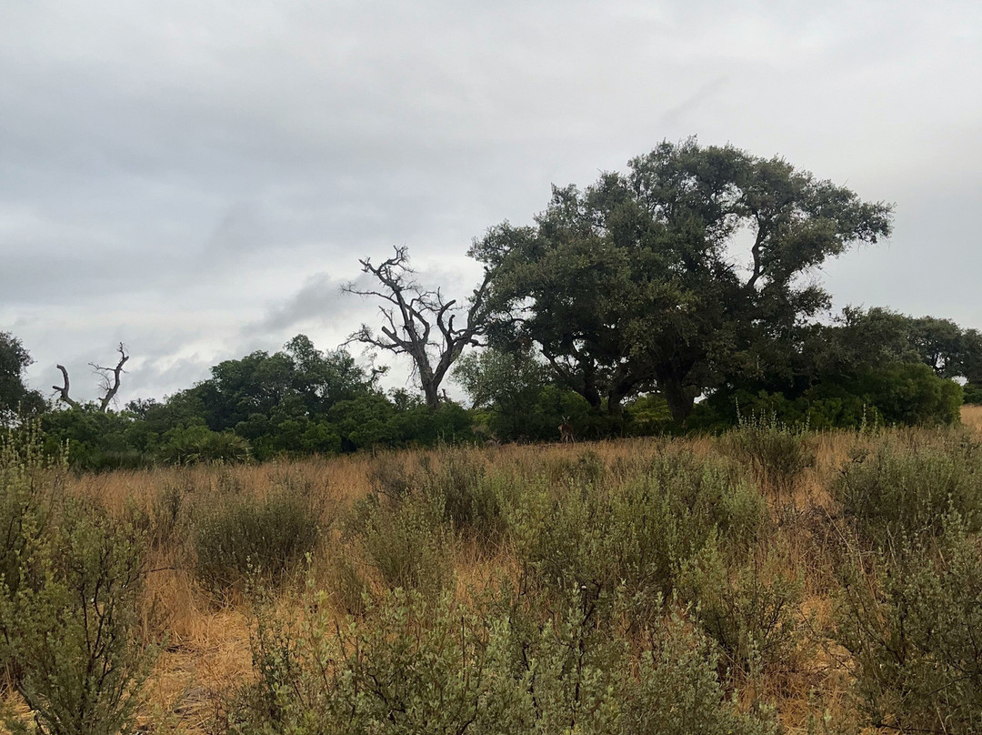 Donana Nature景点图片