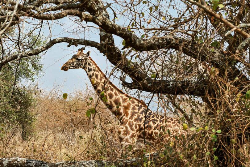 Arusha Giraffe Centre-阿鲁沙必去景点