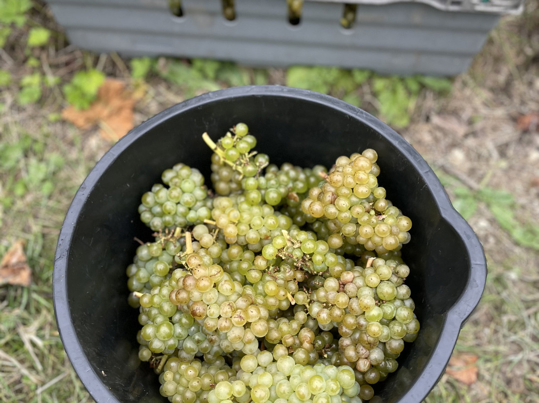 Albury Organic Vineyard景点图片