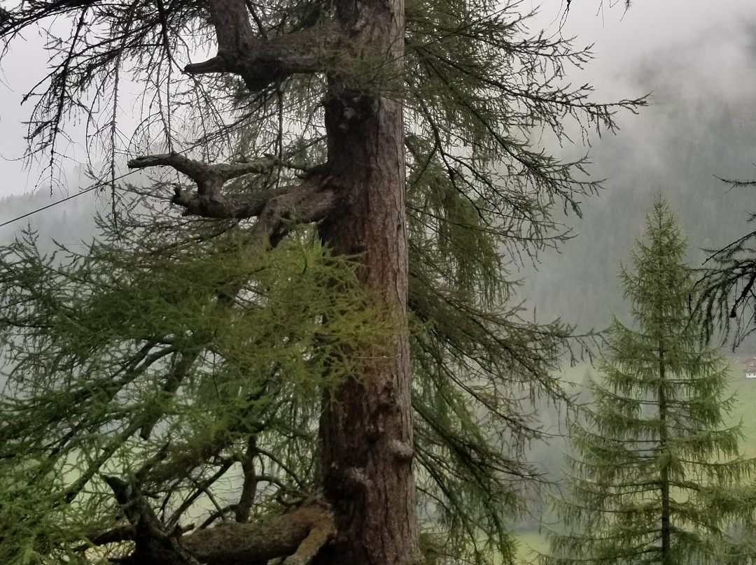 Ancient Larches of Val d'Ultimo Valley-Ultimo必去景点