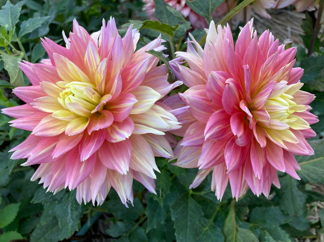 Machida Dahlia Gardens-町田市必去景点