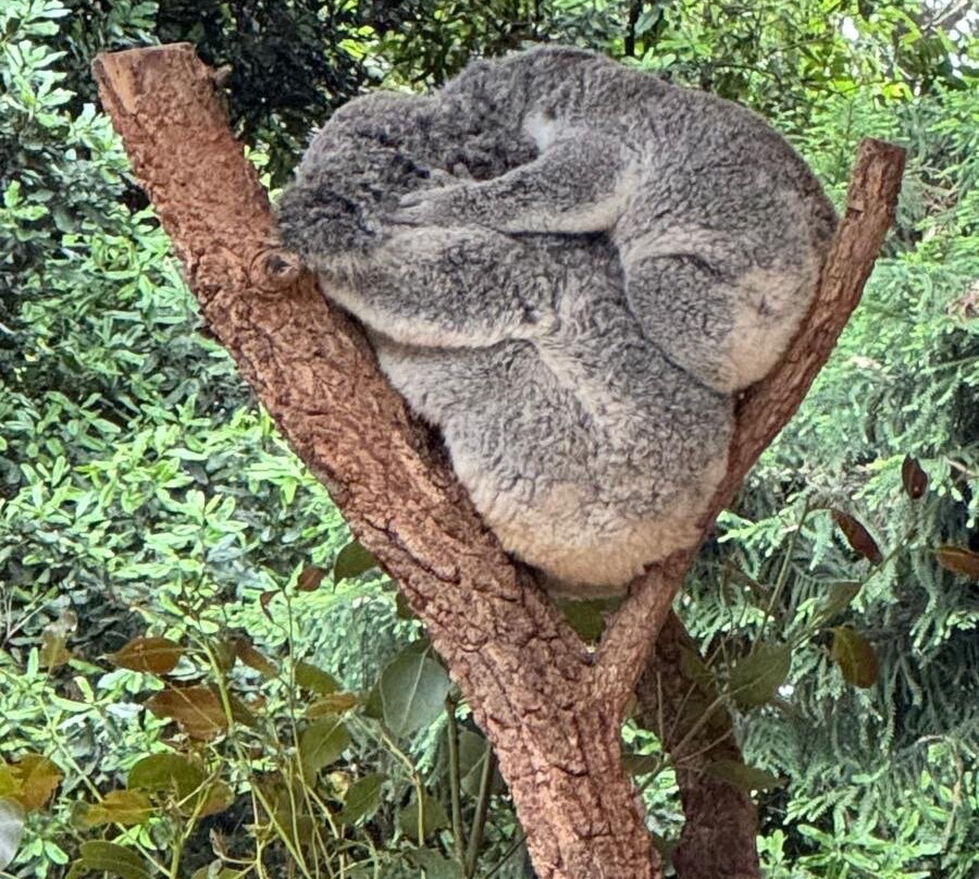 Koala Park Sanctuary景点图片