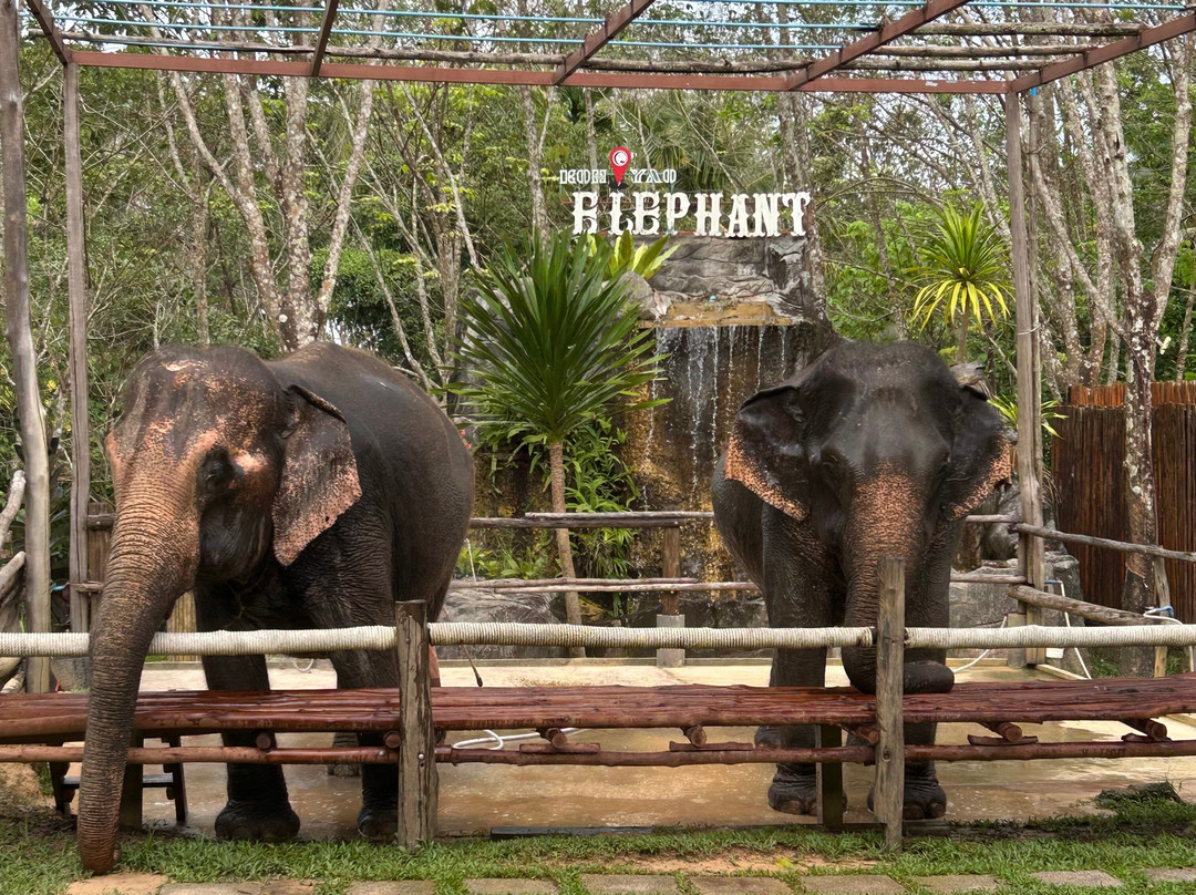 Koh Yao Elephant Care & House-Phru Nai必去景点