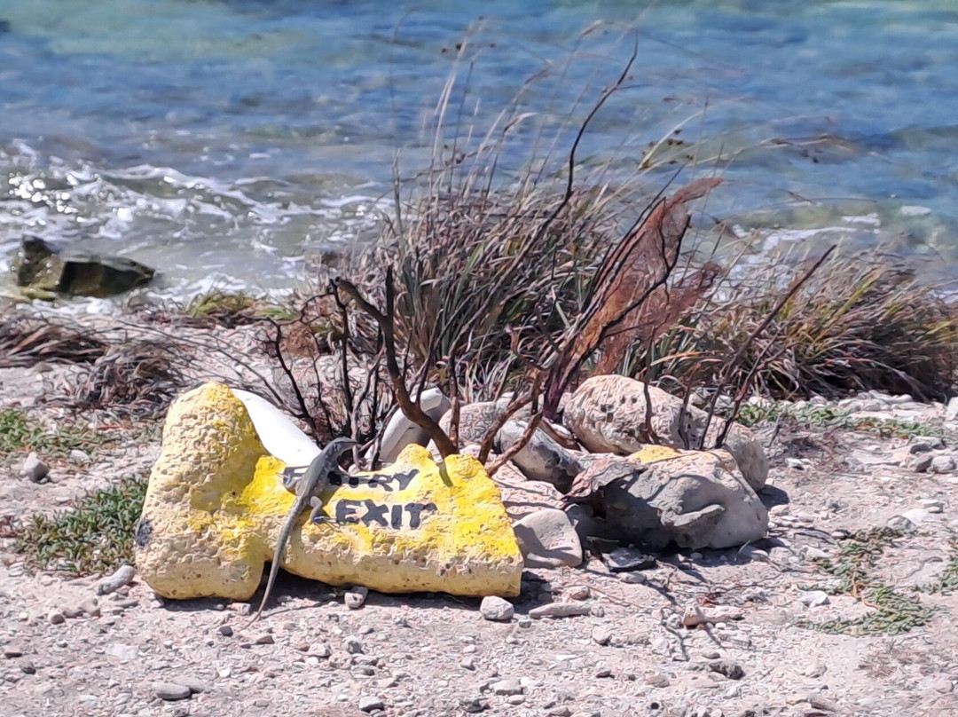 Pekelmeer Flamingo Sanctuary-博奈尔岛必去景点