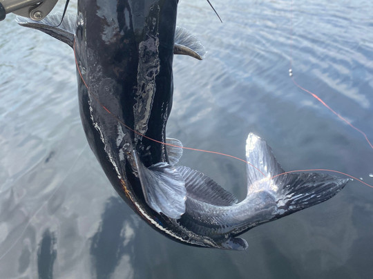 Swampdog Tours-韦斯顿必去景点