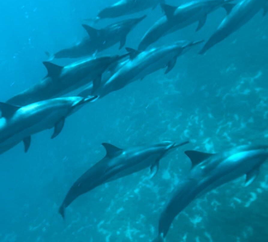 Namori Tours Sortie Dauphins-贝尔欧布莱必去景点