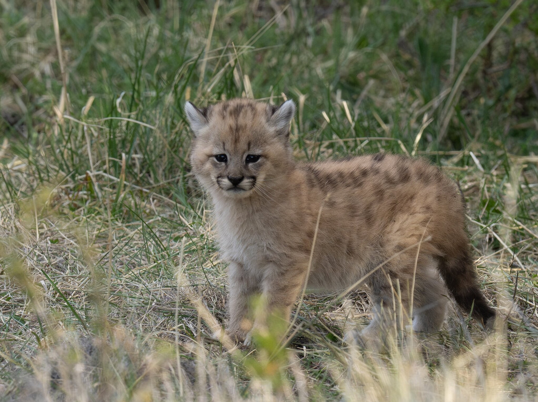 Olsen Photo Tours - Wildlife Experiences景点图片