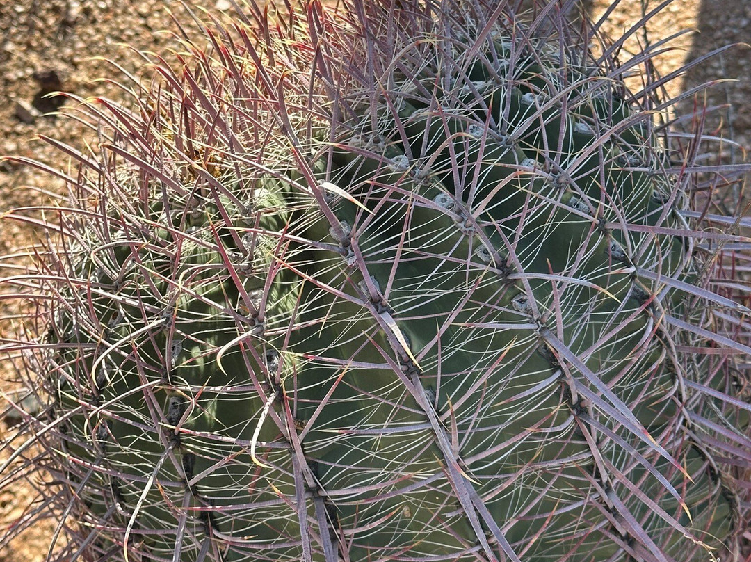 Wild West Jeep Tours-斯科茨代尔必去景点