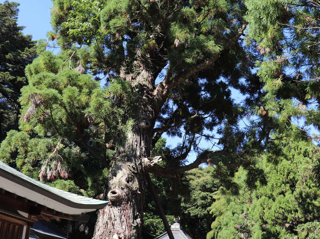 Gokuraku-ji Temple, Chomeisugi-鸣门市必去景点