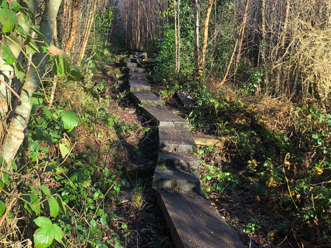 Girley Bog Eco Walk-凯尔斯镇必去景点