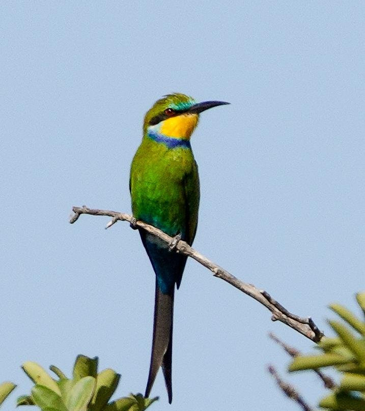 Gambian Bird Guide Ansuman Drammeh -  Best Boy Tours景点图片