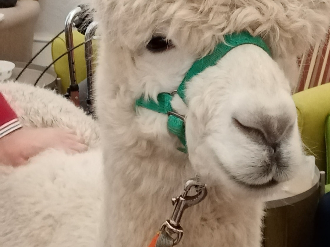 Natterjack Alpacas景点图片