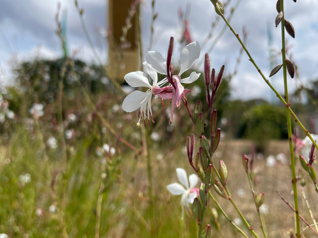 The Big Cigar-Churchill必去景点