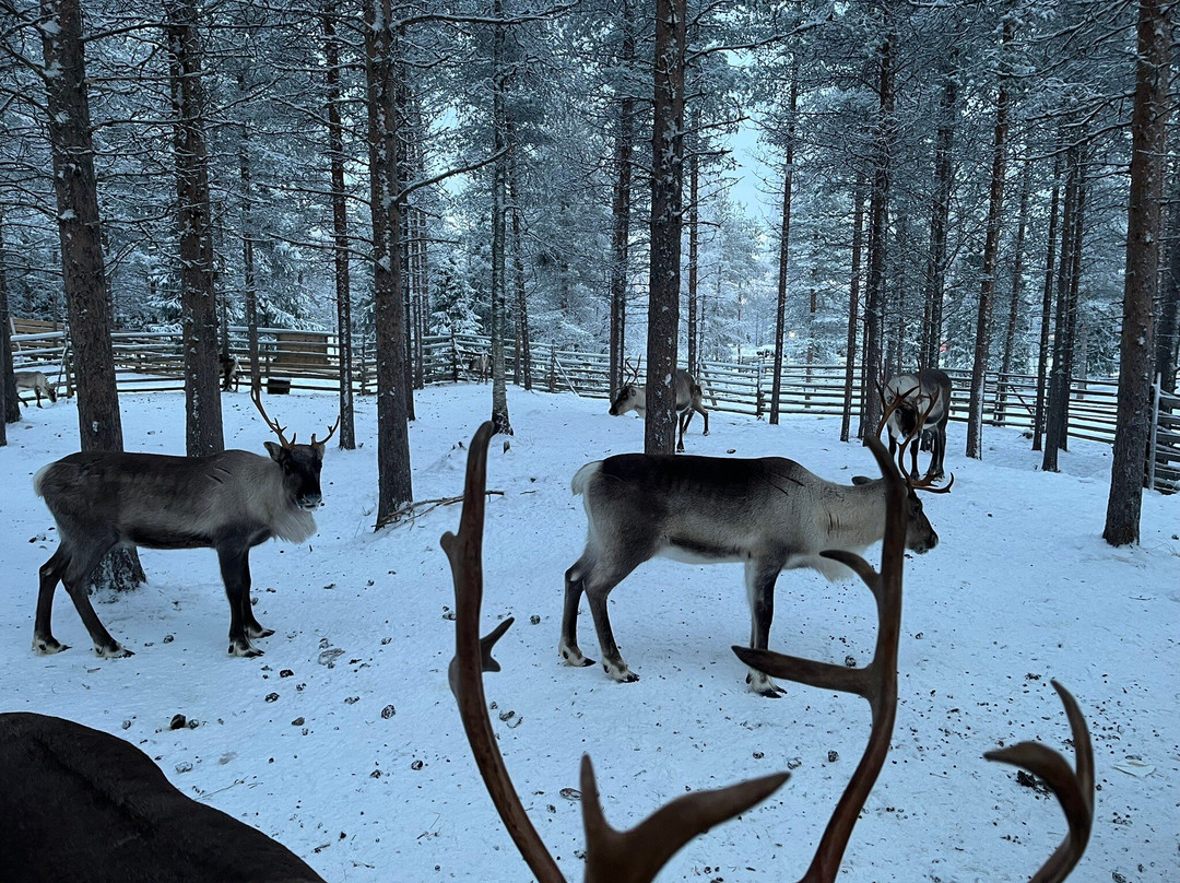 Pyhä Safaris-Pyhatunturi必去景点