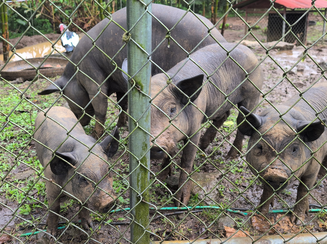 Maquengue Falls Natural Resort主图