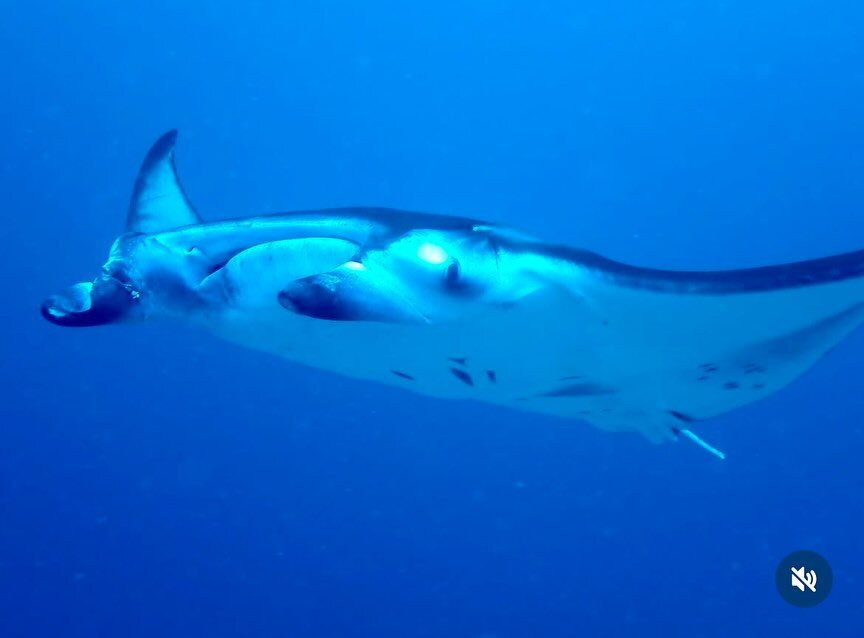 Diving Bluetribe Moofushi景点图片