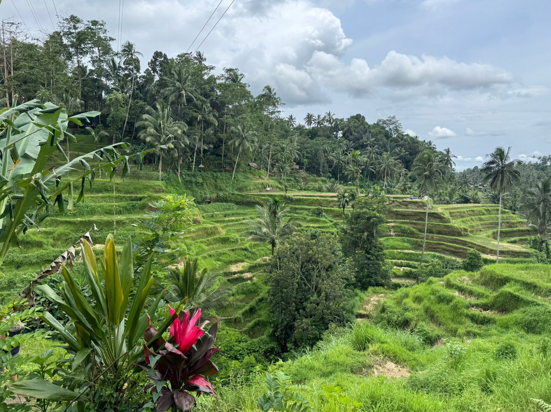 Ubud Lovely Driver-巴厘岛必去景点