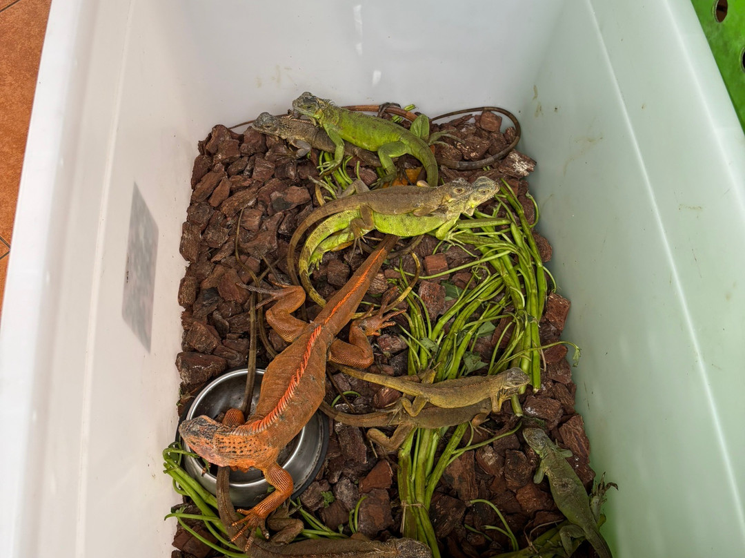 Hidden Mini Zoo Bali景点图片