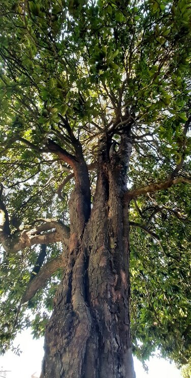 Parco Ex Inps Pietro d'Abano-Battaglia Terme必去景点