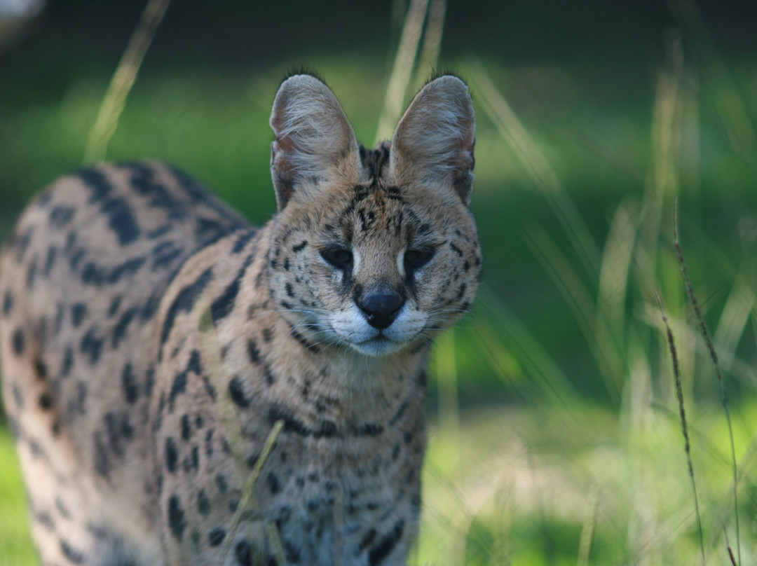 Zoo De Labenne景点图片
