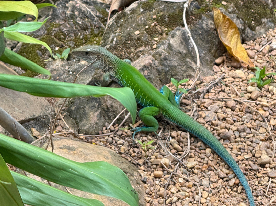 Jardim Japonês-Caldas Novas必去景点