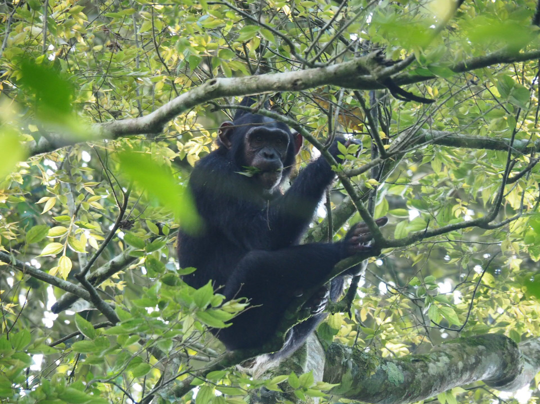 Gorilla & East Africa Safari-恩德培必去景点