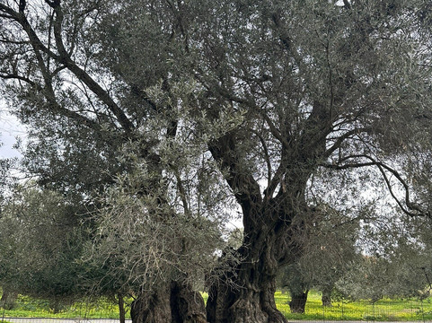 Oliving-雷斯蒙必去景点