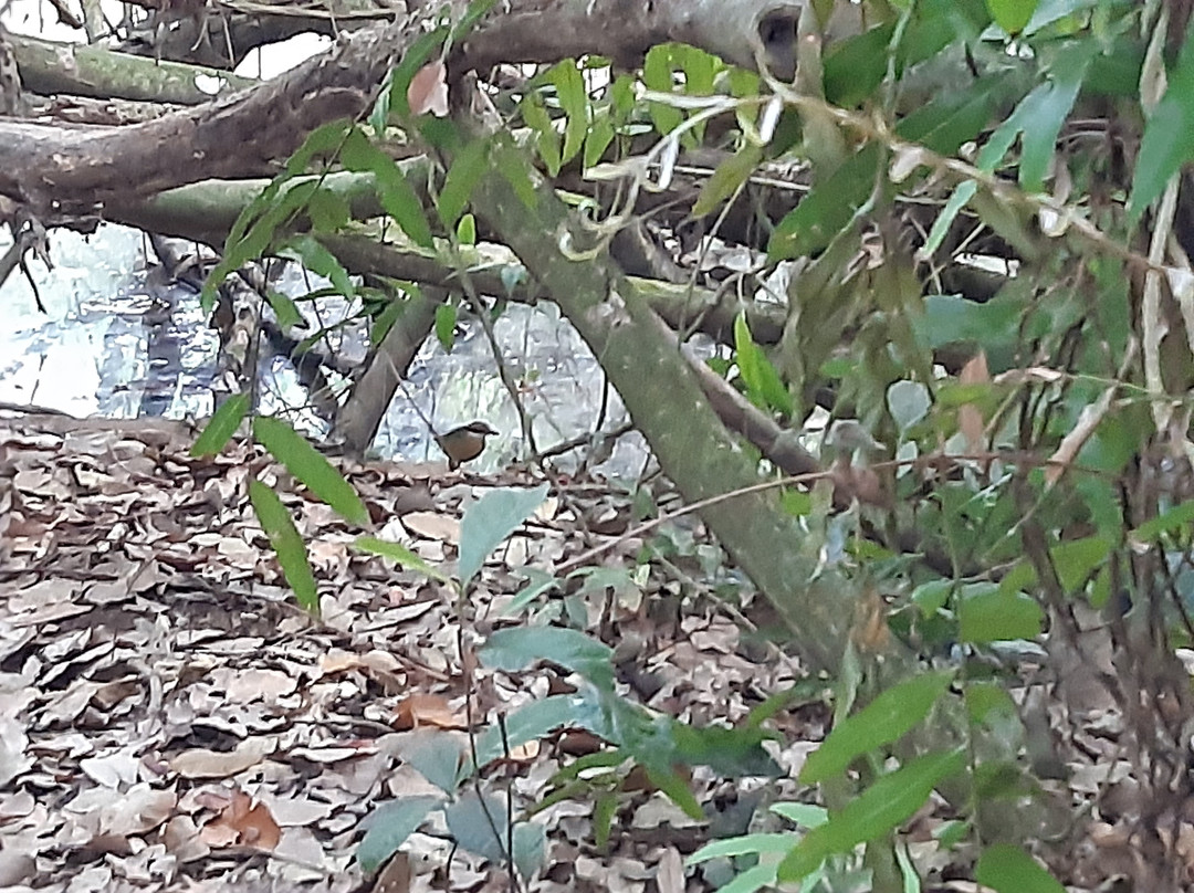 Kumarakom Bird Sanctuary景点图片