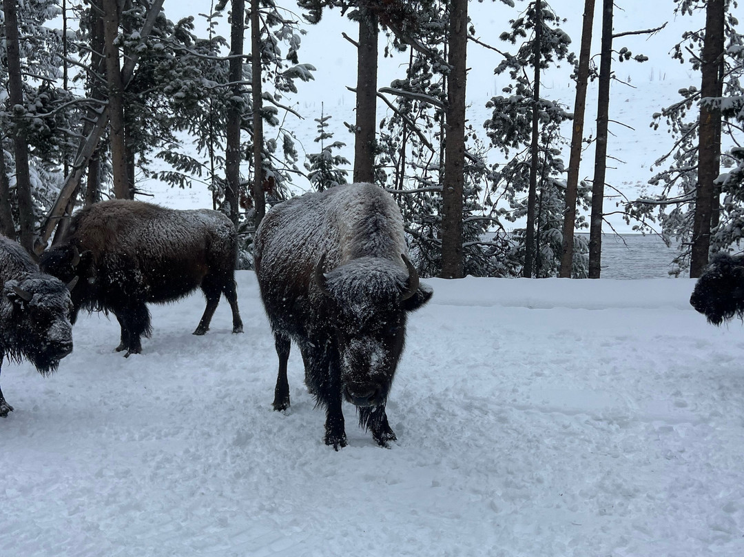 Two Top Snowmobile Rentals and Tours-西黄石镇必去景点