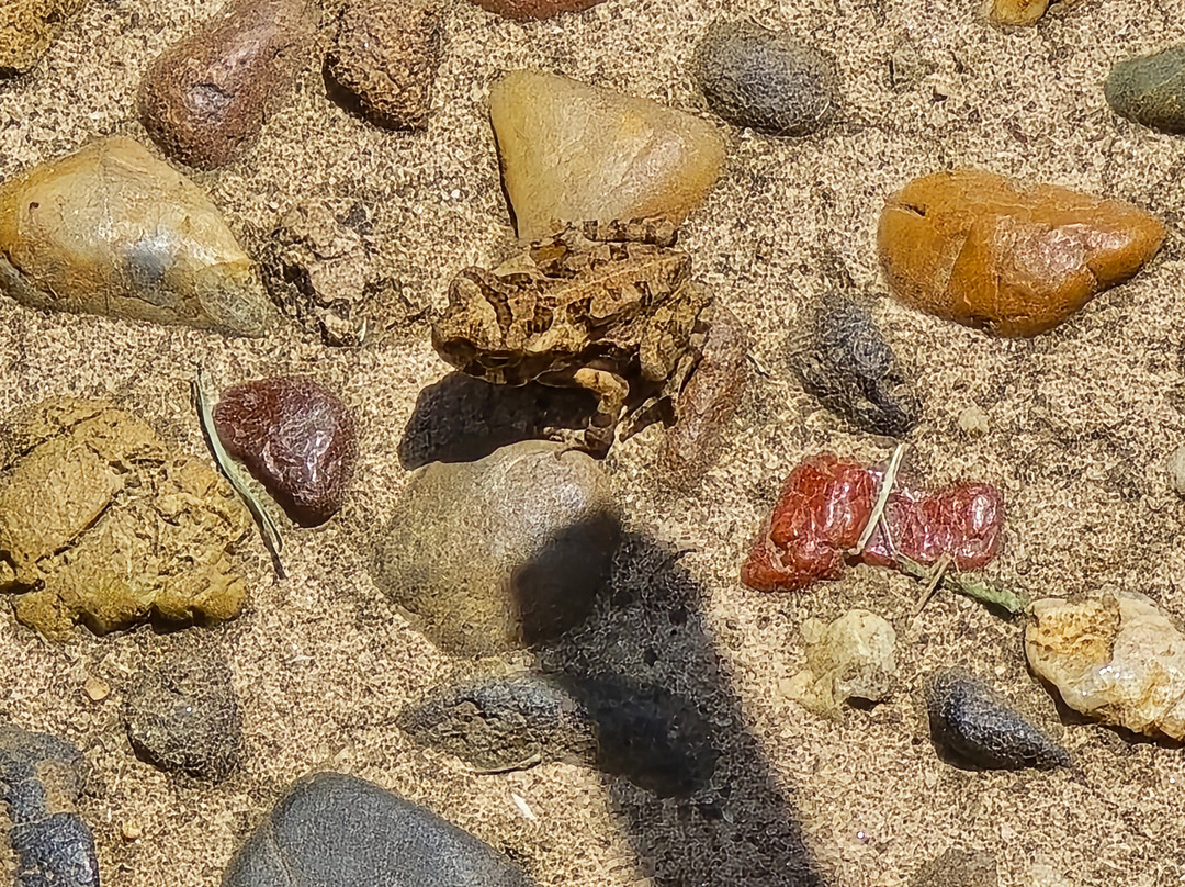 Gold Coast Regional Botanic Gardens-Benowa必去景点
