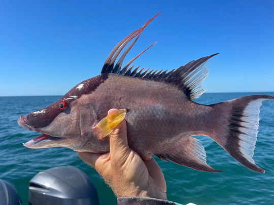 Pale Horse Fishing Charters-迈尔斯堡海滩必去景点