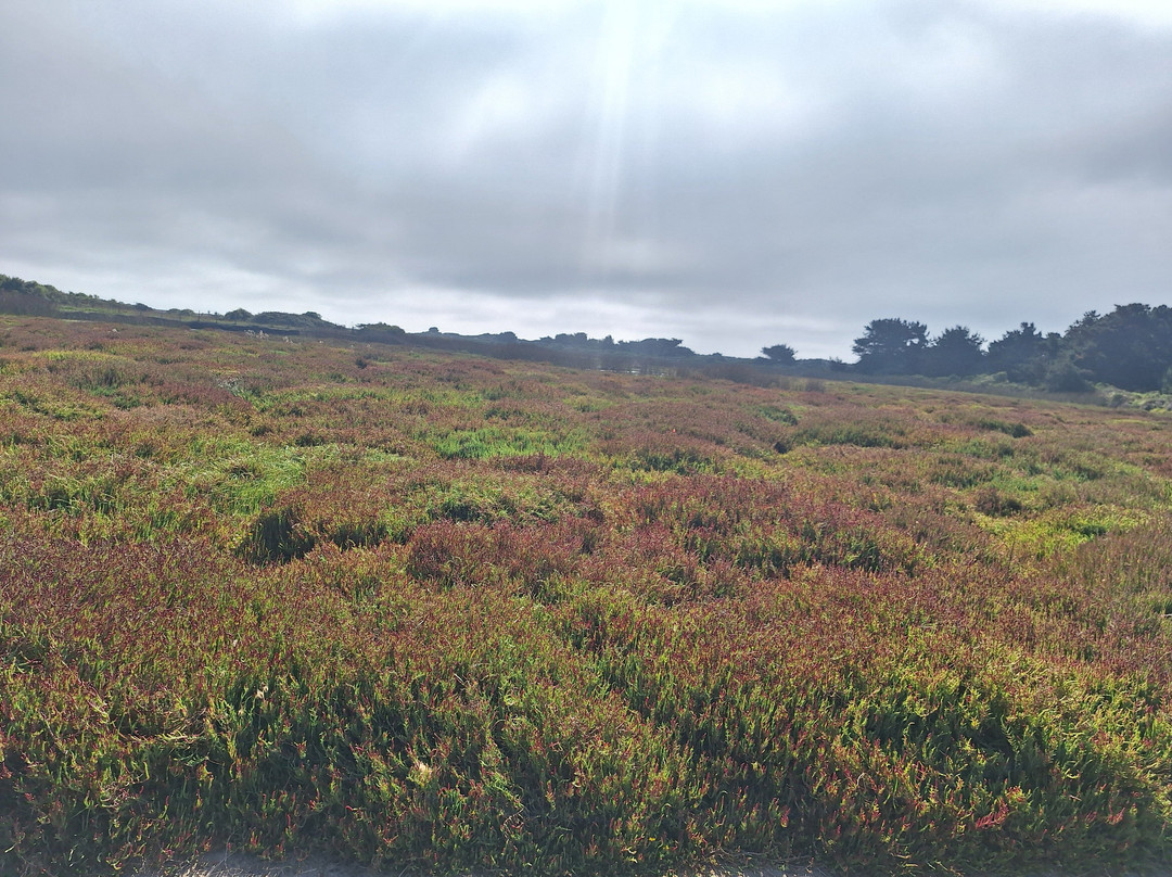 Humedal De Concon-Concon必去景点