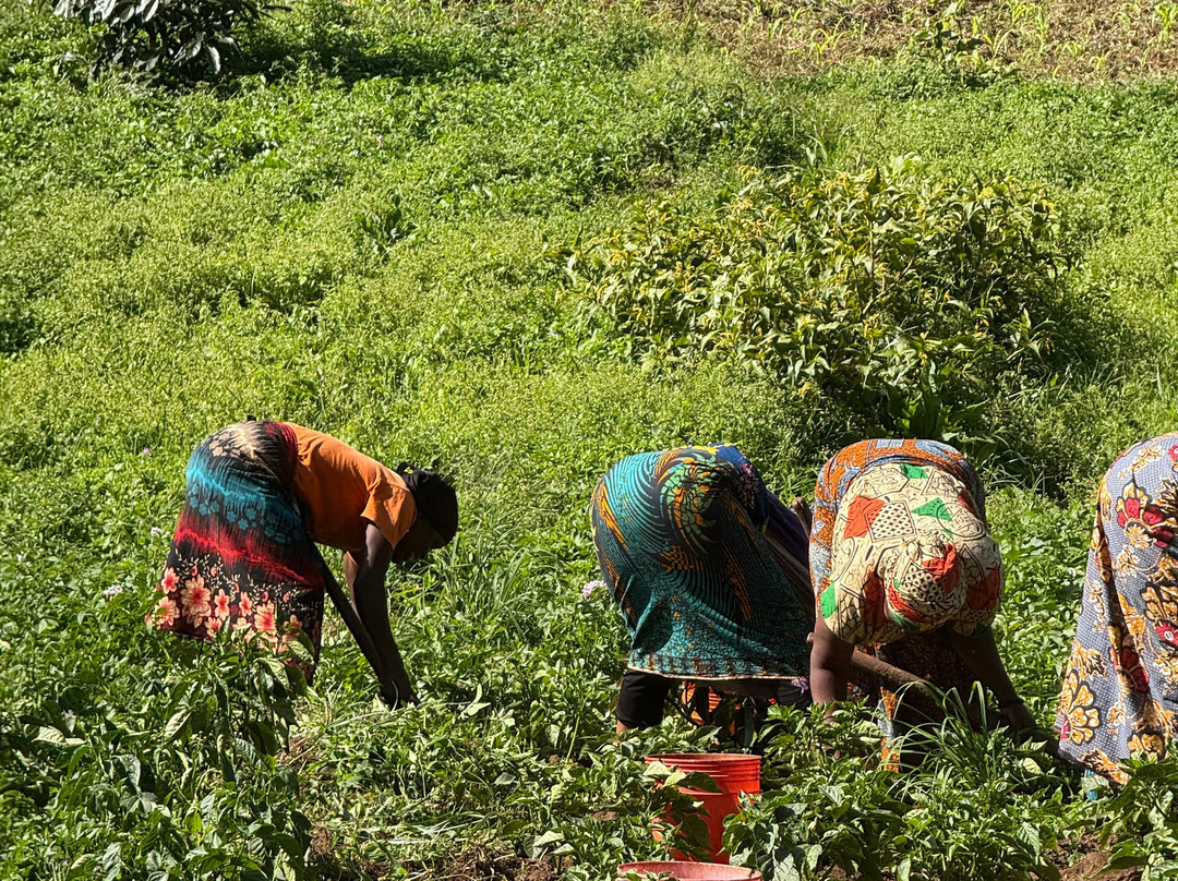 Magamba Eco-cultural Tourism-卢绍托必去景点