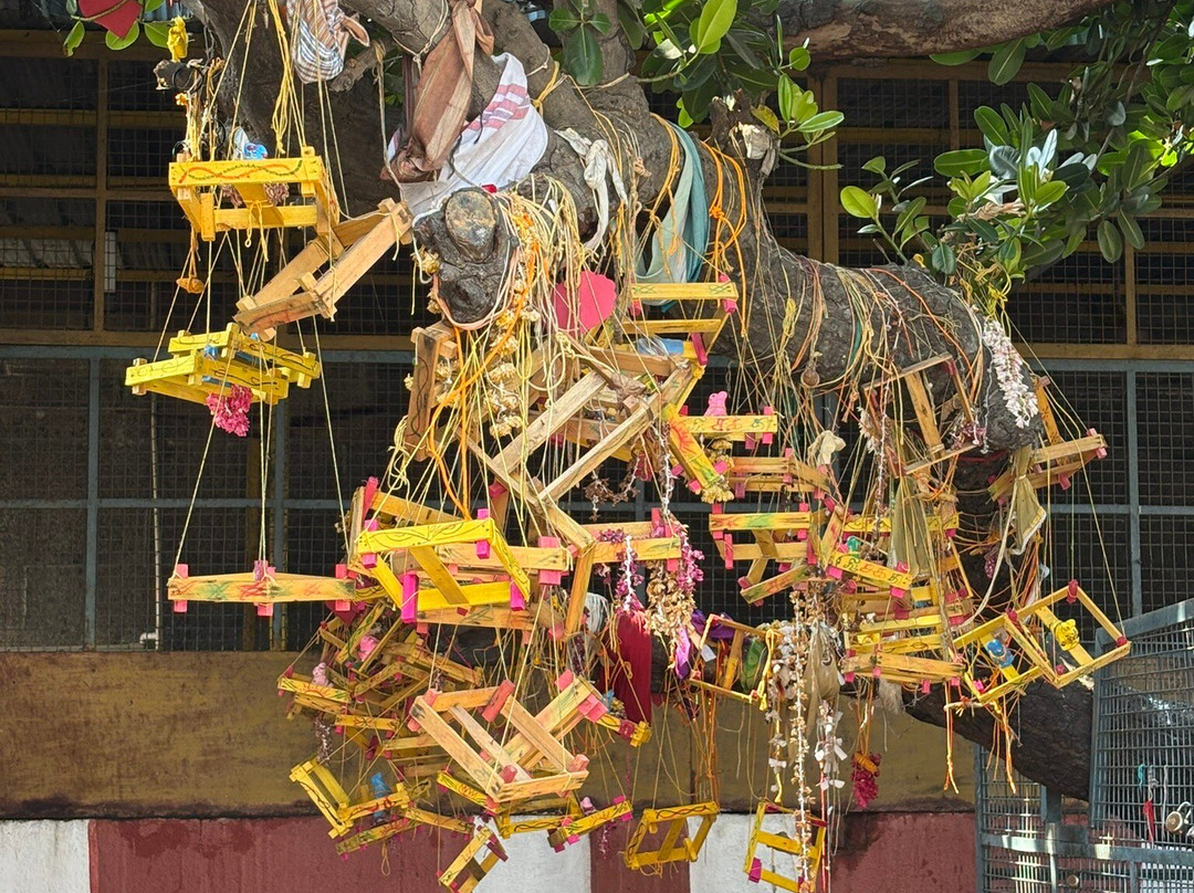 Chennai Magic - Day Tours景点图片
